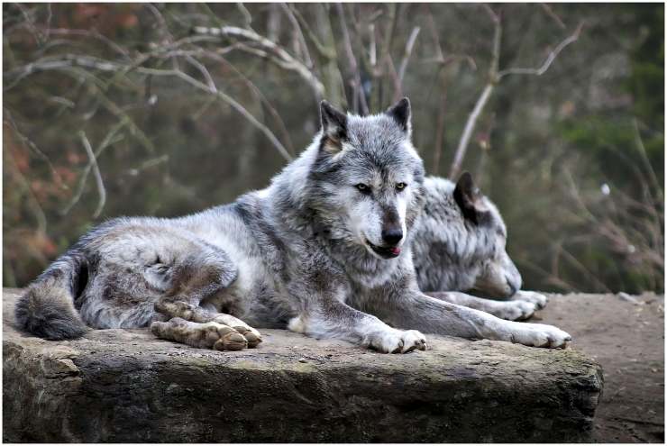 dove vedere i lupi in italia nei parchi naturali