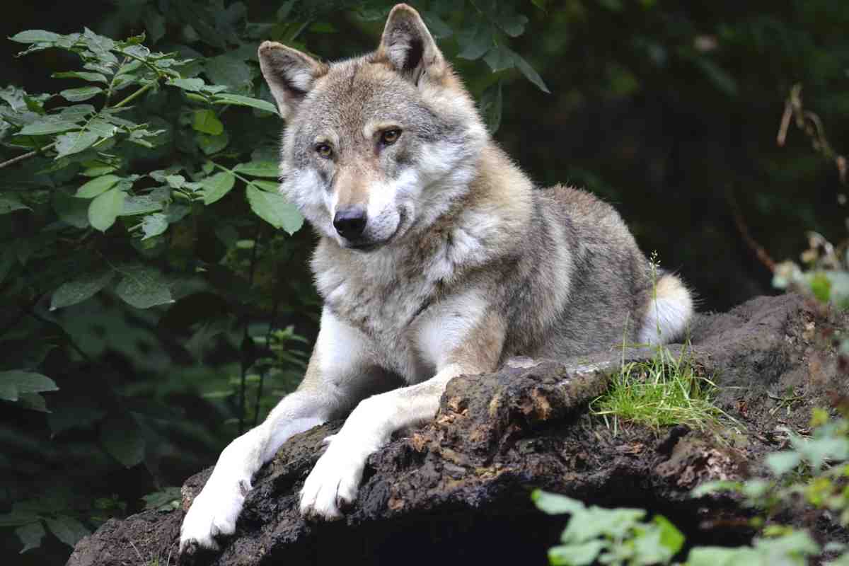 dove vedere i lupi in italia nei parchi naturali