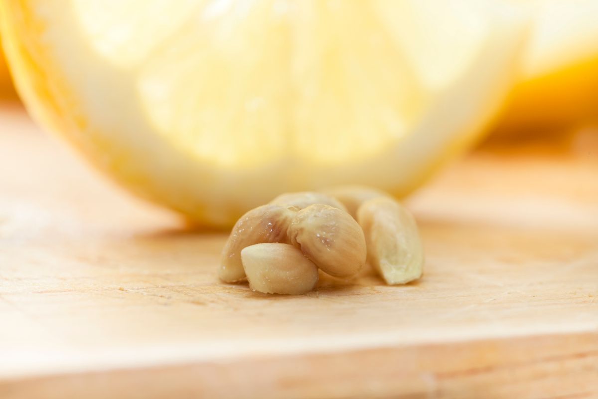 semi di limone come utilizzarli per riscaldarsi